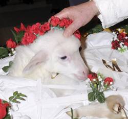 lamb