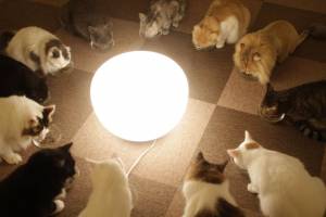 12 cats eating together around a centrally placed lamp in cat cafe
