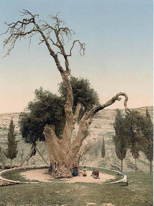 Oak of Mamre circa 1900 colored photo