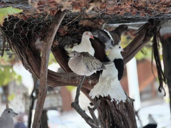 571203523 1456031502158718 9024396866629447993 n