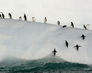 Пингвини!