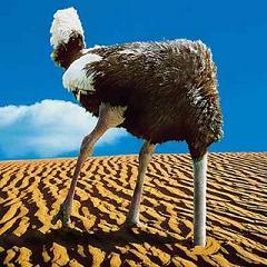 ostrich-head